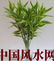 嘉兴十二生肖养什么植物最旺财运？你知道吗！